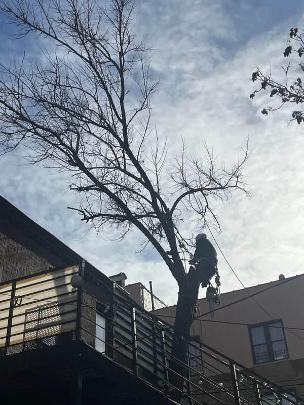 Ms Smith Brooklyn NY